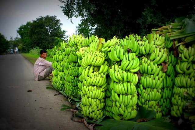 Night Banana Harvest