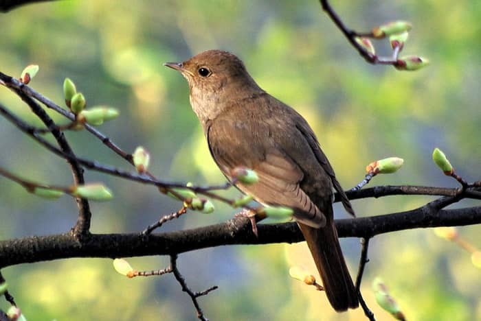 Nightingale on the branch